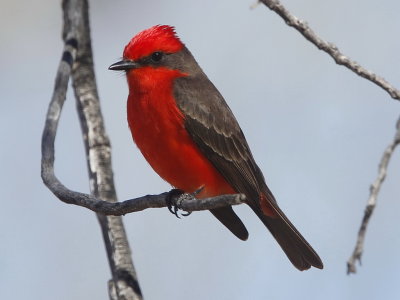 Vermilion Flycatcher