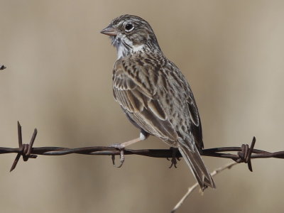 Vesper Sparrow