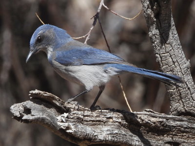 Western Scrub Jay