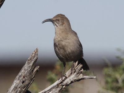 Crissal Thrasher