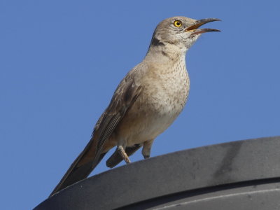 Bendire's Thrasher