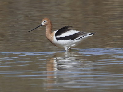 American Avocet