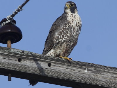 Peregrine Falcon