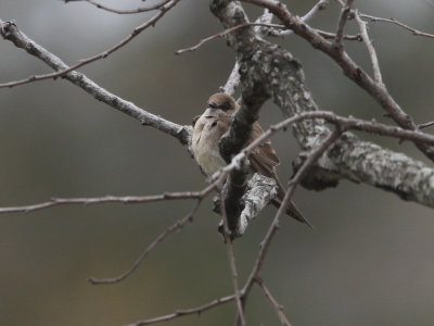 Northern Rough-winged Swallow