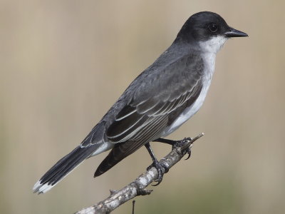 Eastern Kingbird