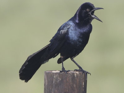 Boat-tailed Grackle