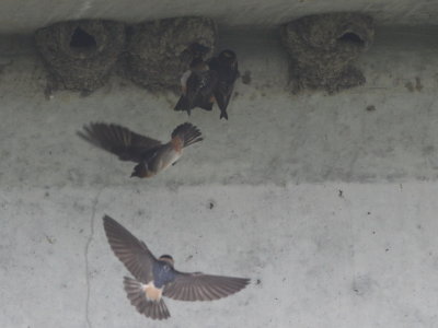 Cliff Swallow