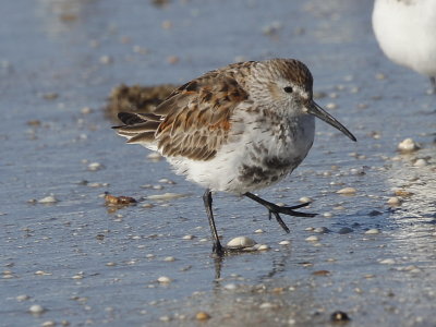 Dunlin