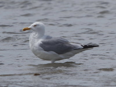 Herring Gull