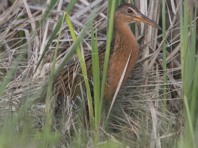 King Rail