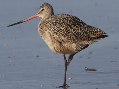 Marbled Godwit