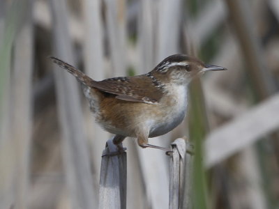 Marsh Wren