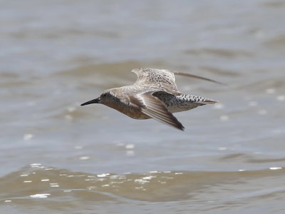 Red Knot