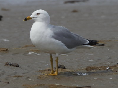 Ring-billed Gull