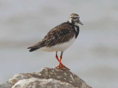 Ruddy Turnstone