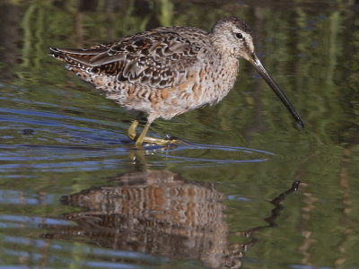 Short-billed Dowitcher