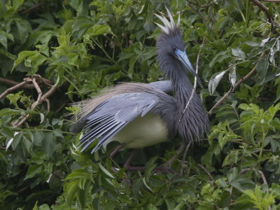 Tricolored Heron