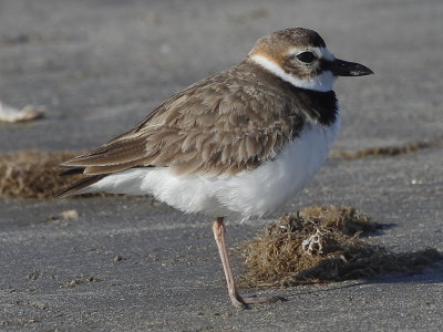 Wilson's Plover