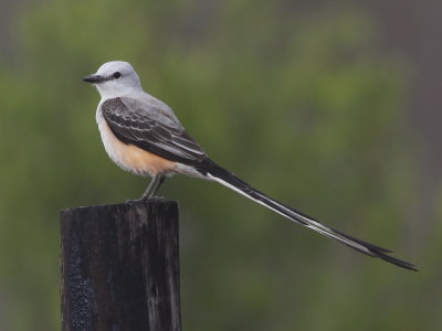 Scissor-Tailed Flycatcher