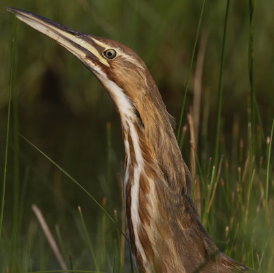 American Bittern