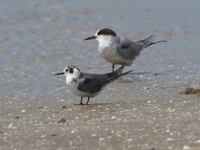 Common Tern and Black Tern