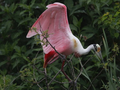 Roseate Spoonbill