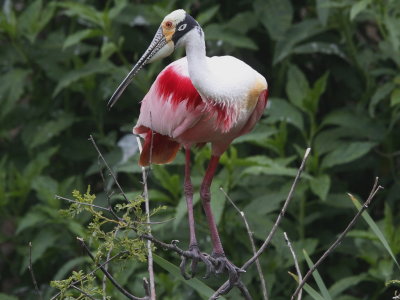 Roseate Spoonbill