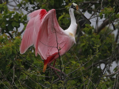 Roseate Spoonbill