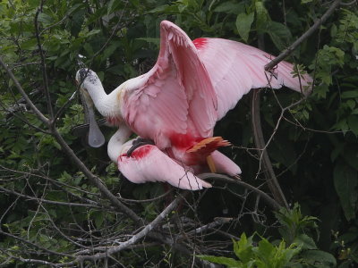 Roseate Spoonbill