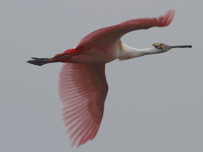 Roseate Spoonbill