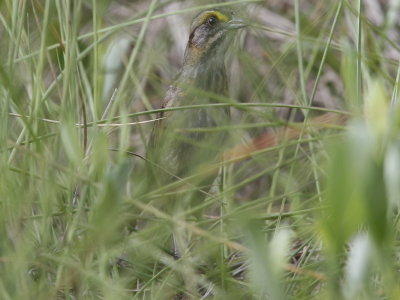 Seaside Sparrow