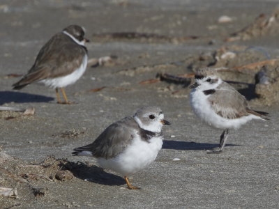 Semipalmated, Piping and Snowy Plovers