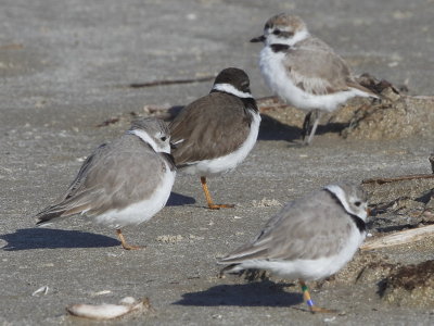 Semipalmated, Piping and Snowy Plovers