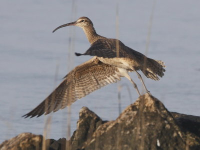 Whimbrel