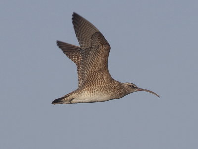 Whimbrel