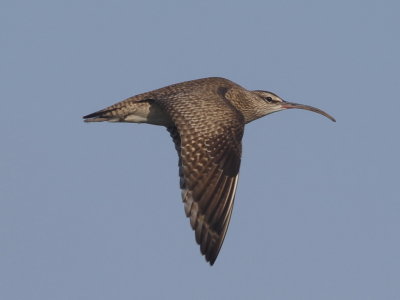 Whimbrel