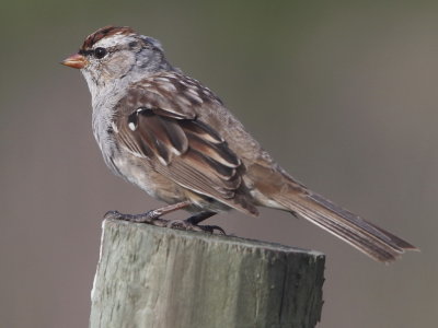 White-crowned Sparrow