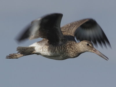 Willet