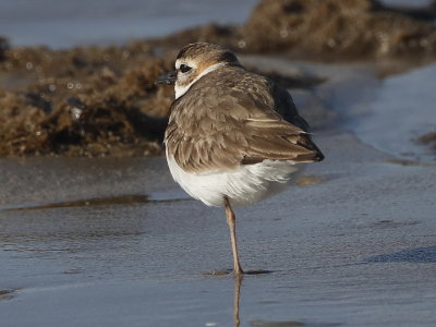 Wilson's Plover