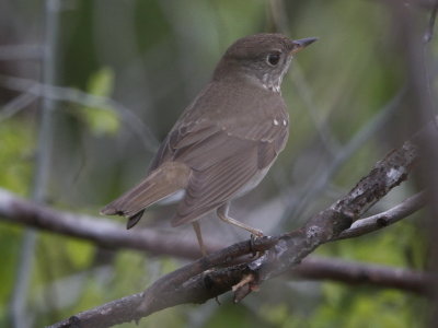 Gray-cheeked Thrush