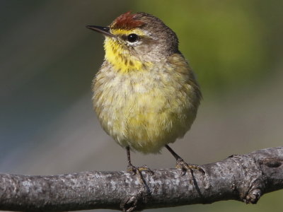 Palm Warbler