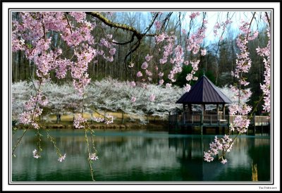 Meadowlark Botanical Garden - Spring