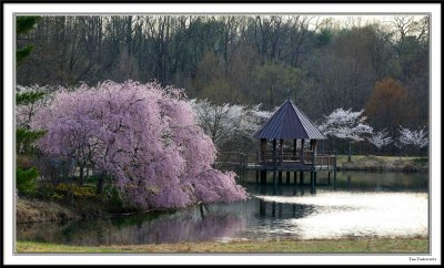 Meadowlark Botanical Garden - Spring