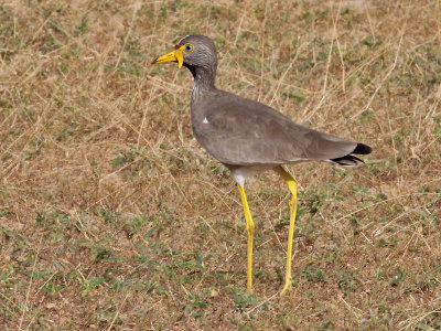 Wattled Plover - Lelkievit - Vanellus senegallus