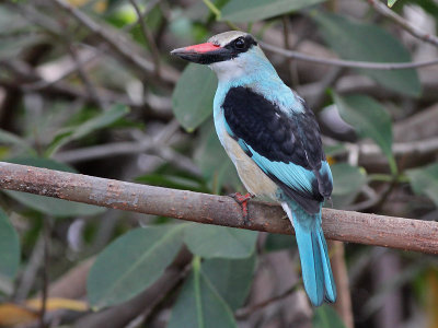 Blue-breasted Kingfisher - Teugelijsvogel - Halcyon malimbica