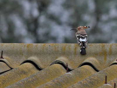 Eurasian Hoopoe - Hop  - Upupa epops