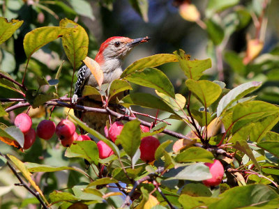 Red-bellied Woodpecker - Roodbuikspecht - Melanerpes carolinus