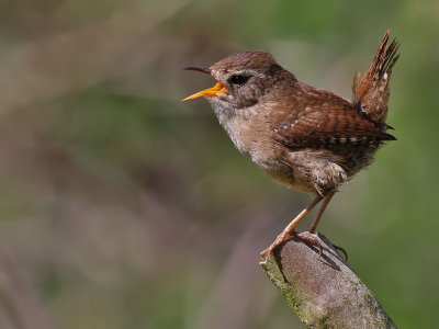 Wren - Winterkoning - Troglodytes troglodytes