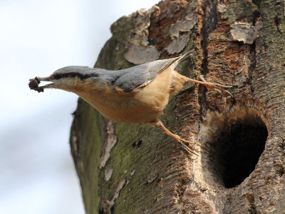 Nuthatch - Boomklever - Sitta europaea