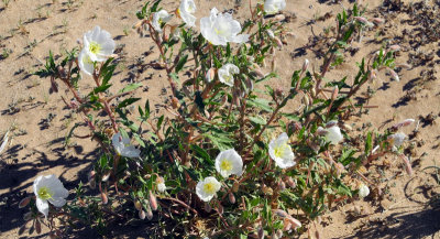 desert-flowers